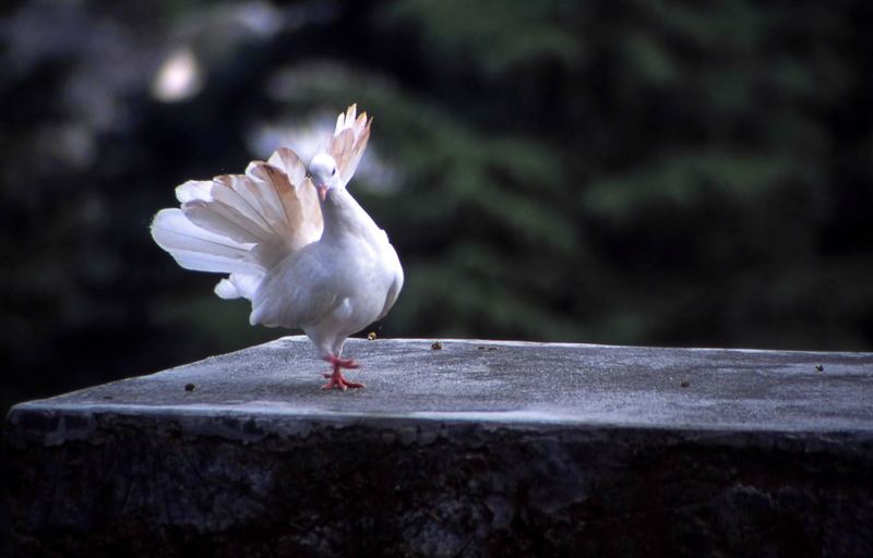 Ein Tänzchen auf der alten Mauer