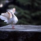 Ein Tänzchen auf der alten Mauer