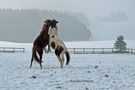 Ein Tänzchen im Schnee von WhyNot-Ponys 