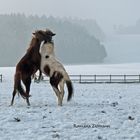 Ein Tänzchen im Schnee