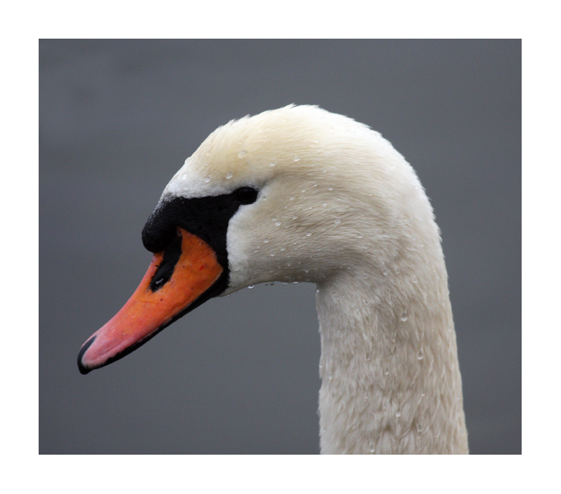 Ein Tag am See - The Swan