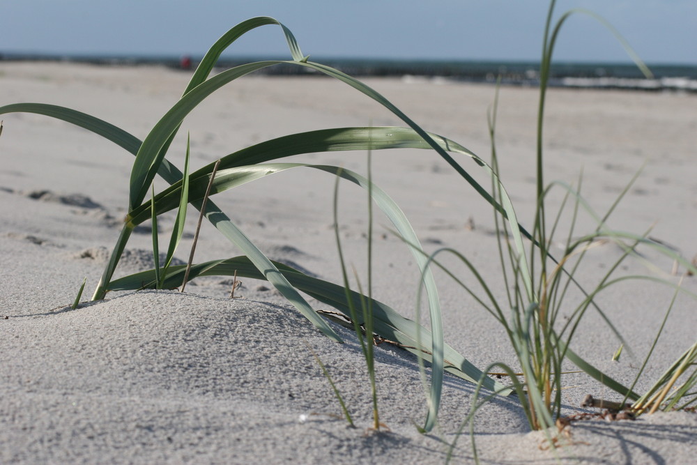 Ein Tag am Strand . . .