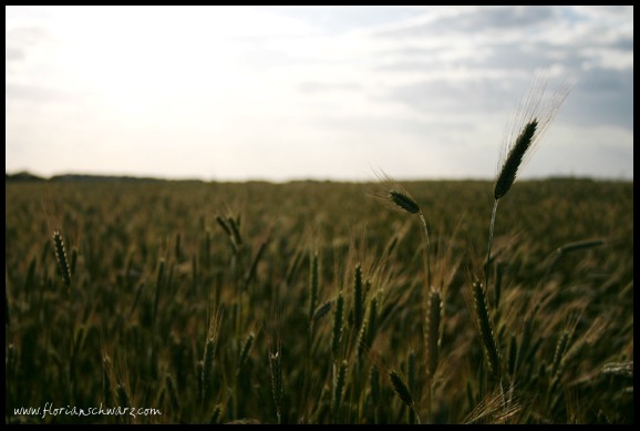 Ein Tag auf dem Feld geht zu Ende