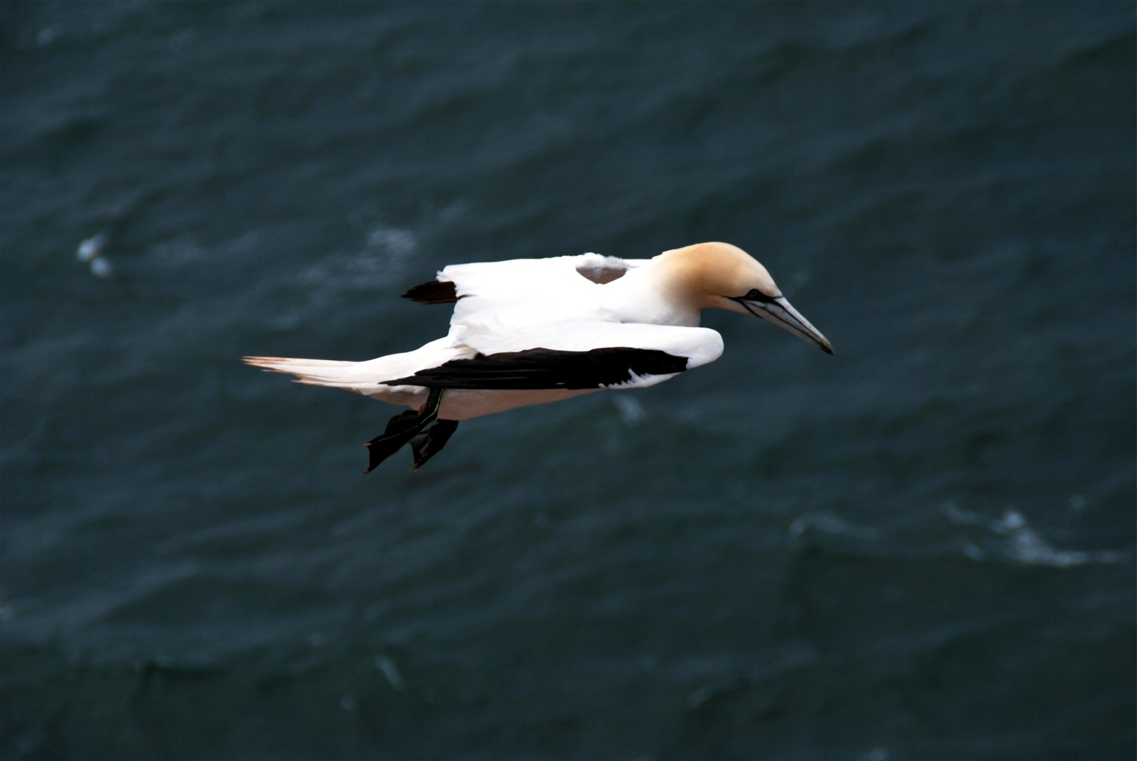 Ein Tag auf Helgoland