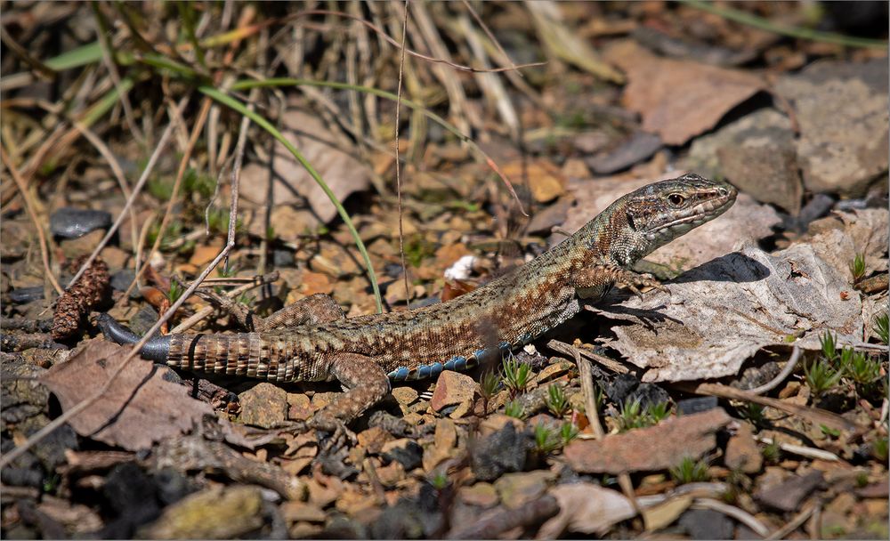 Ein Tag bei den "Mini-Drachen"   . . .  2.