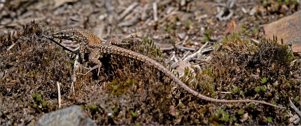 Ein Tag bei den "Mini-Drachen"   . . .   4.