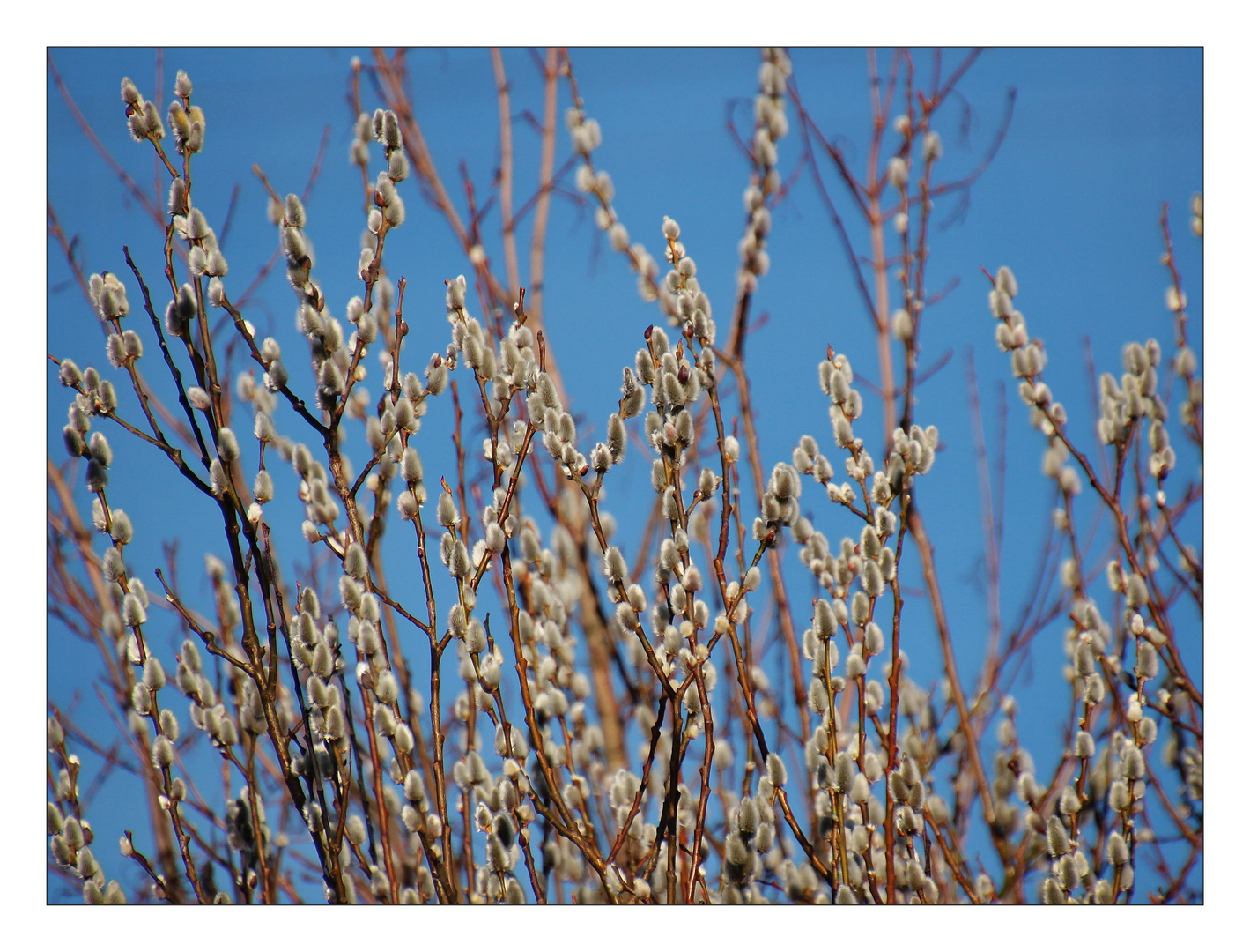 Ein Tag Frühling nun ist es wieder vorbei!!