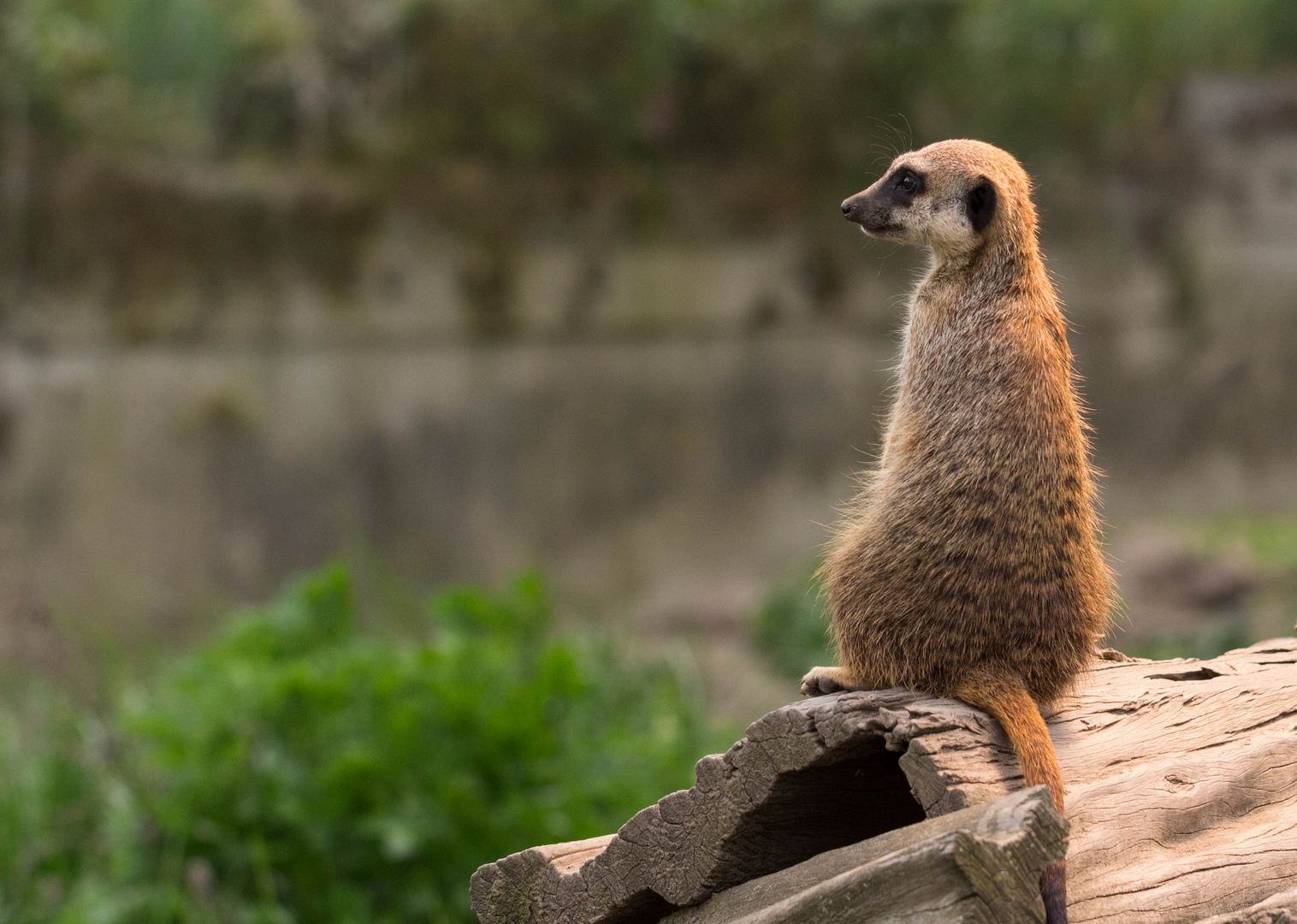 Ein Tag im Bergzoo Halle (Saale) - 03