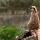 Ein Tag im Bergzoo Halle (Saale) - 03