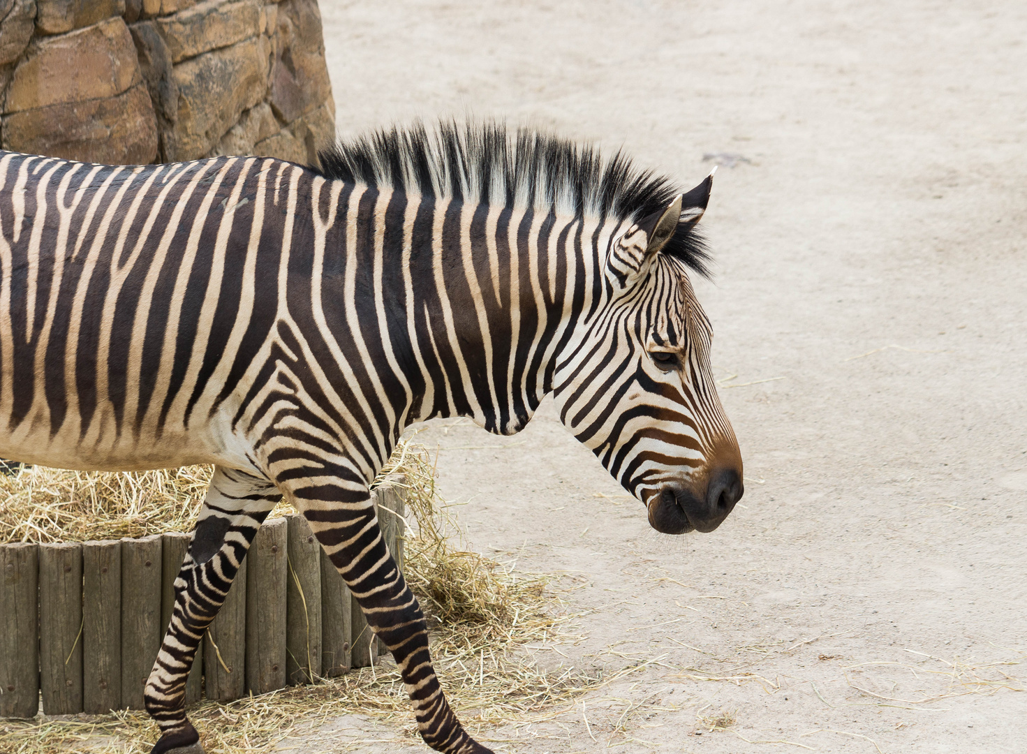 Ein Tag im Bergzoo Halle (Saale) - 04