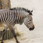 Ein Tag im Bergzoo Halle (Saale) - 04