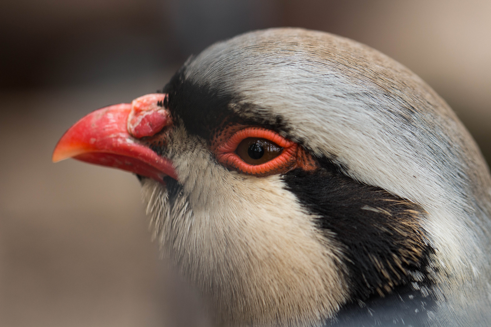 Ein Tag im Bergzoo Halle (Saale) - 05