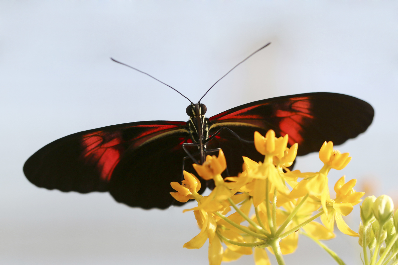 Ein Tag im botanischen Garten