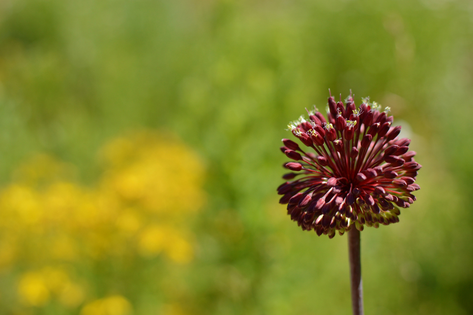 Ein Tag im botanischen Garten