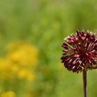 Ein Tag im botanischen Garten