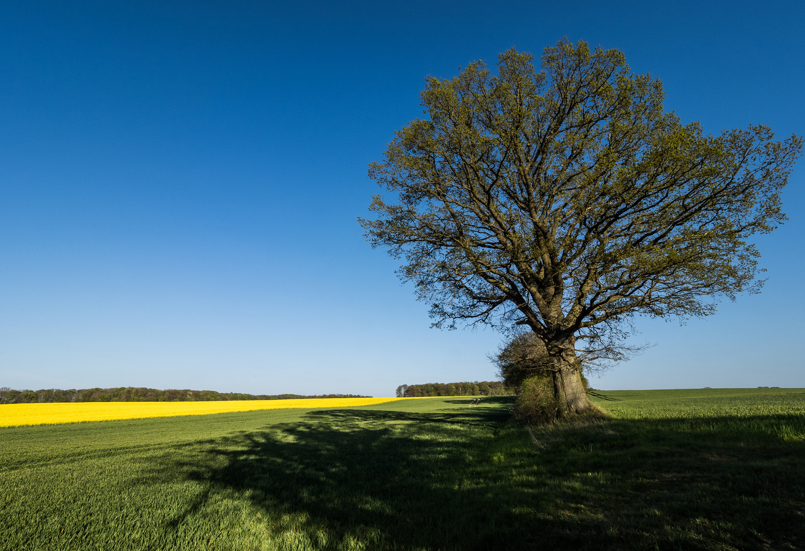 ****Ein Tag im Frühling****