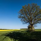 ****Ein Tag im Frühling****