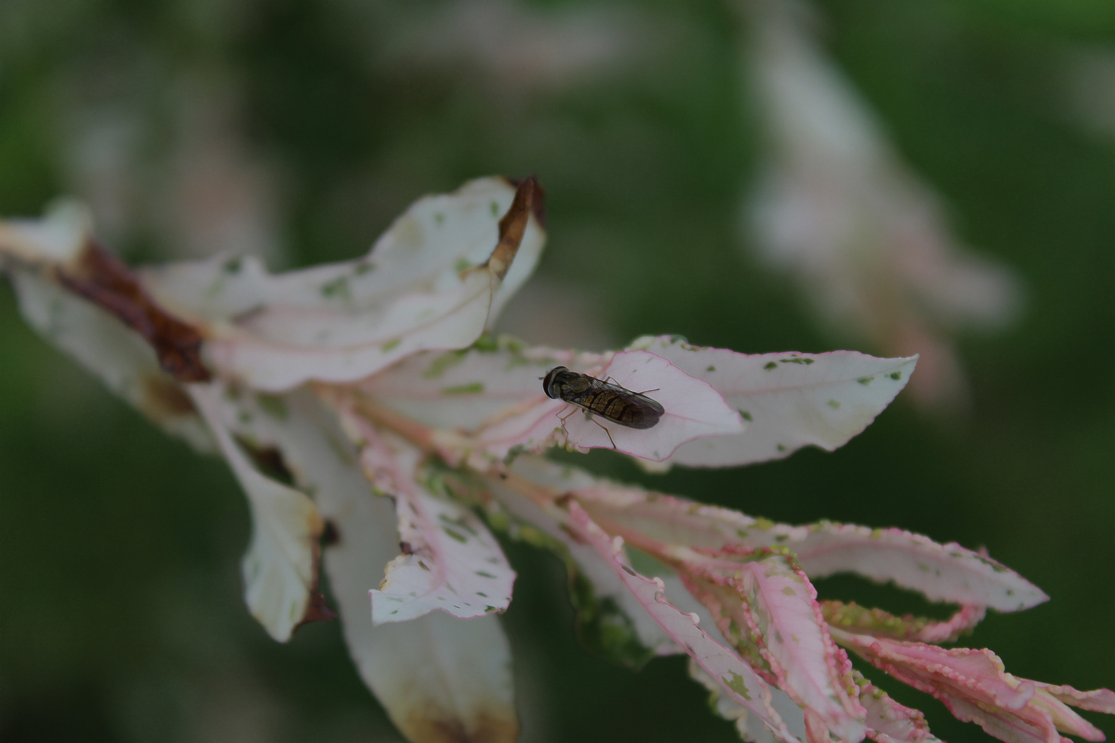 Ein Tag im Garten...