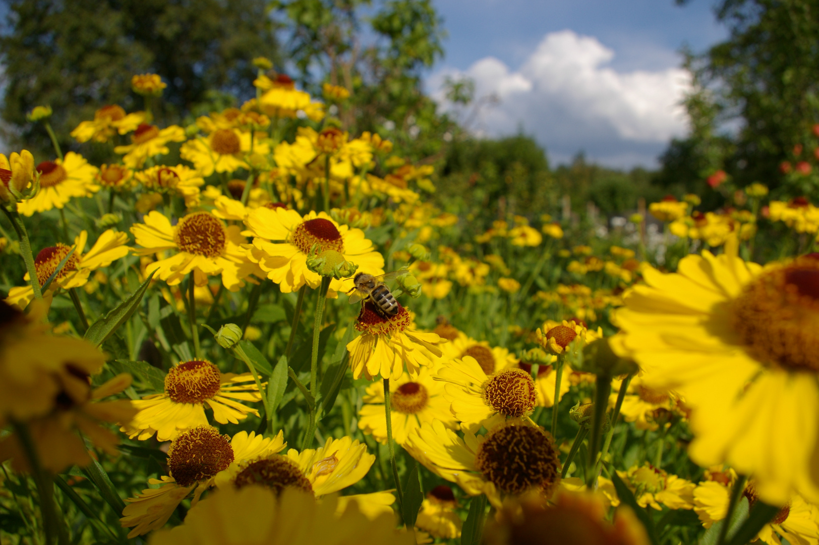 ein Tag im Garten