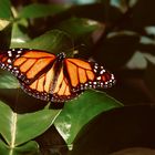 Ein Tag im Garten der Schmetterlinge 