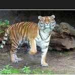 Ein Tag im Leben von Tiger Ahisma im Duisburger Zoo