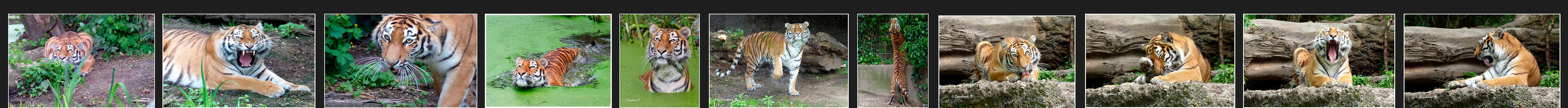 Ein Tag im Leben von Tiger Ahisma im Duisburger Zoo