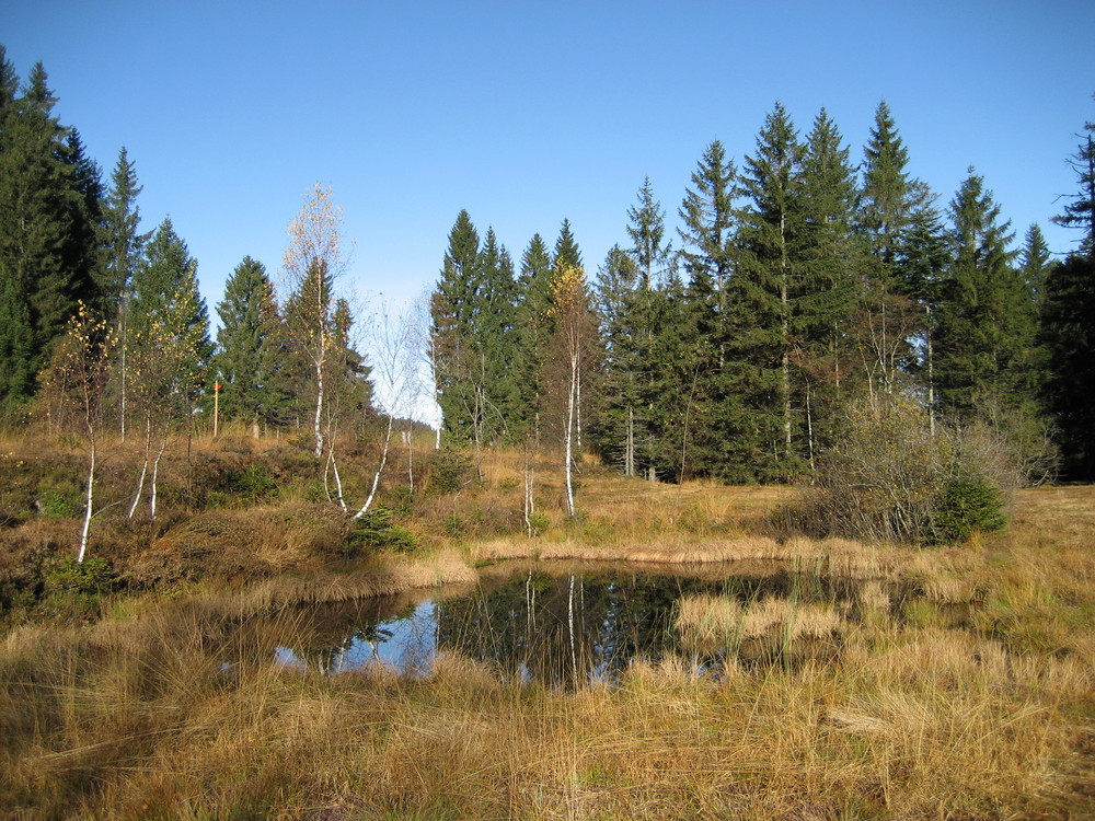 Ein Tag im Moor