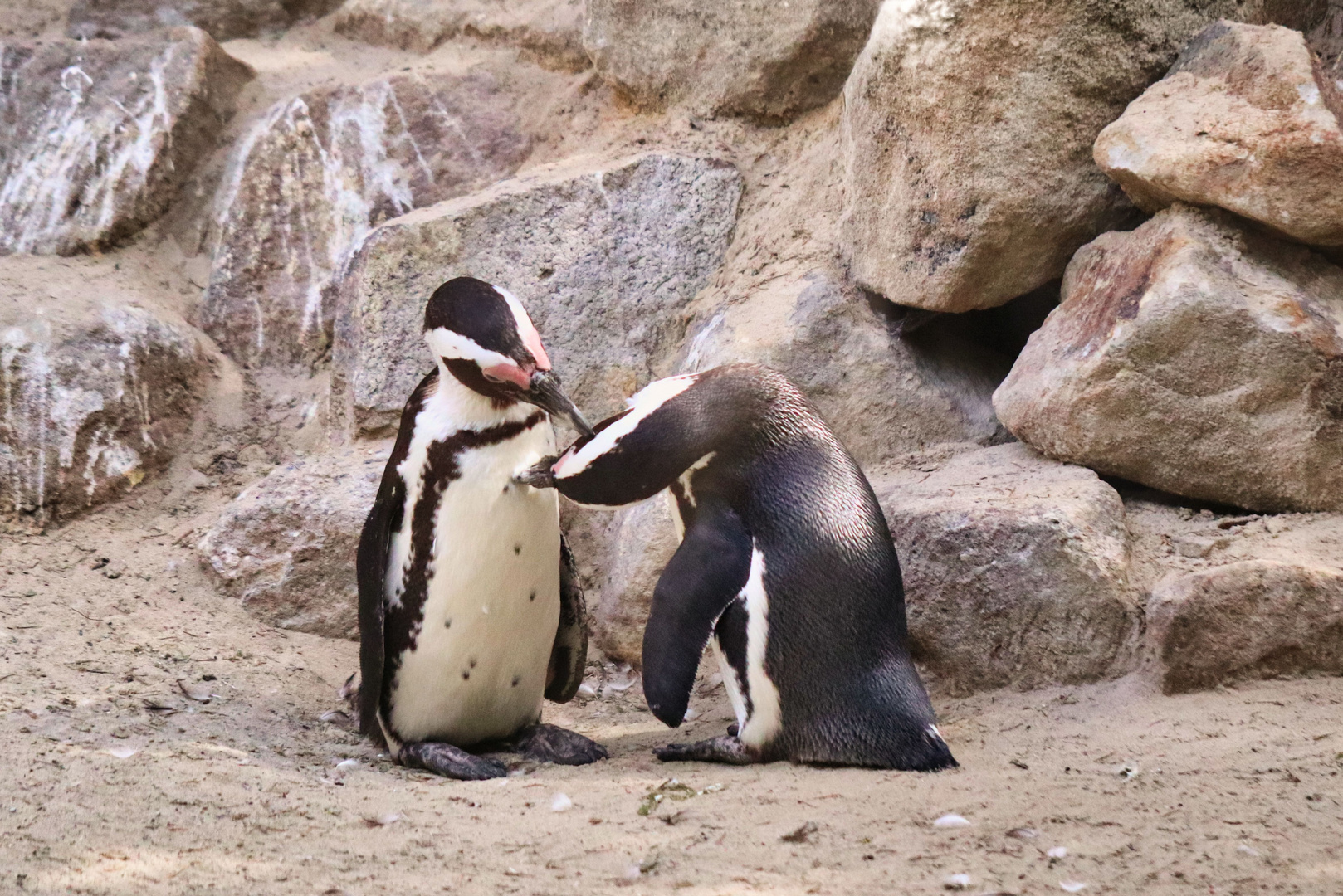 Ein Tag im Münster Zoo