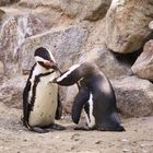 Ein Tag im Münster Zoo