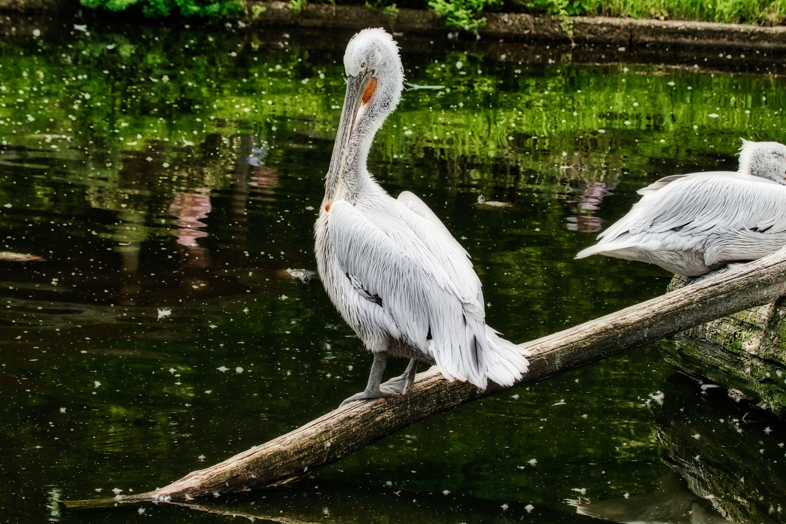 Ein Tag im Münster Zoo