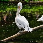 Ein Tag im Münster Zoo