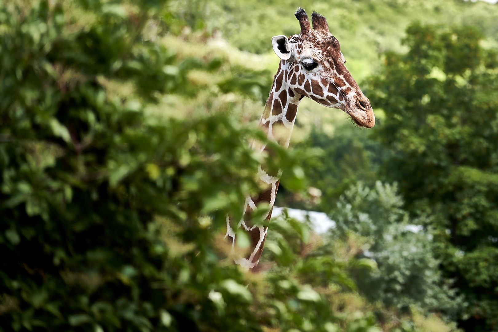 Ein Tag im Opelzoo (Kronberg)