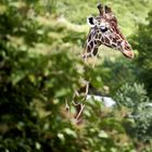 Ein Tag im Opelzoo (Kronberg)