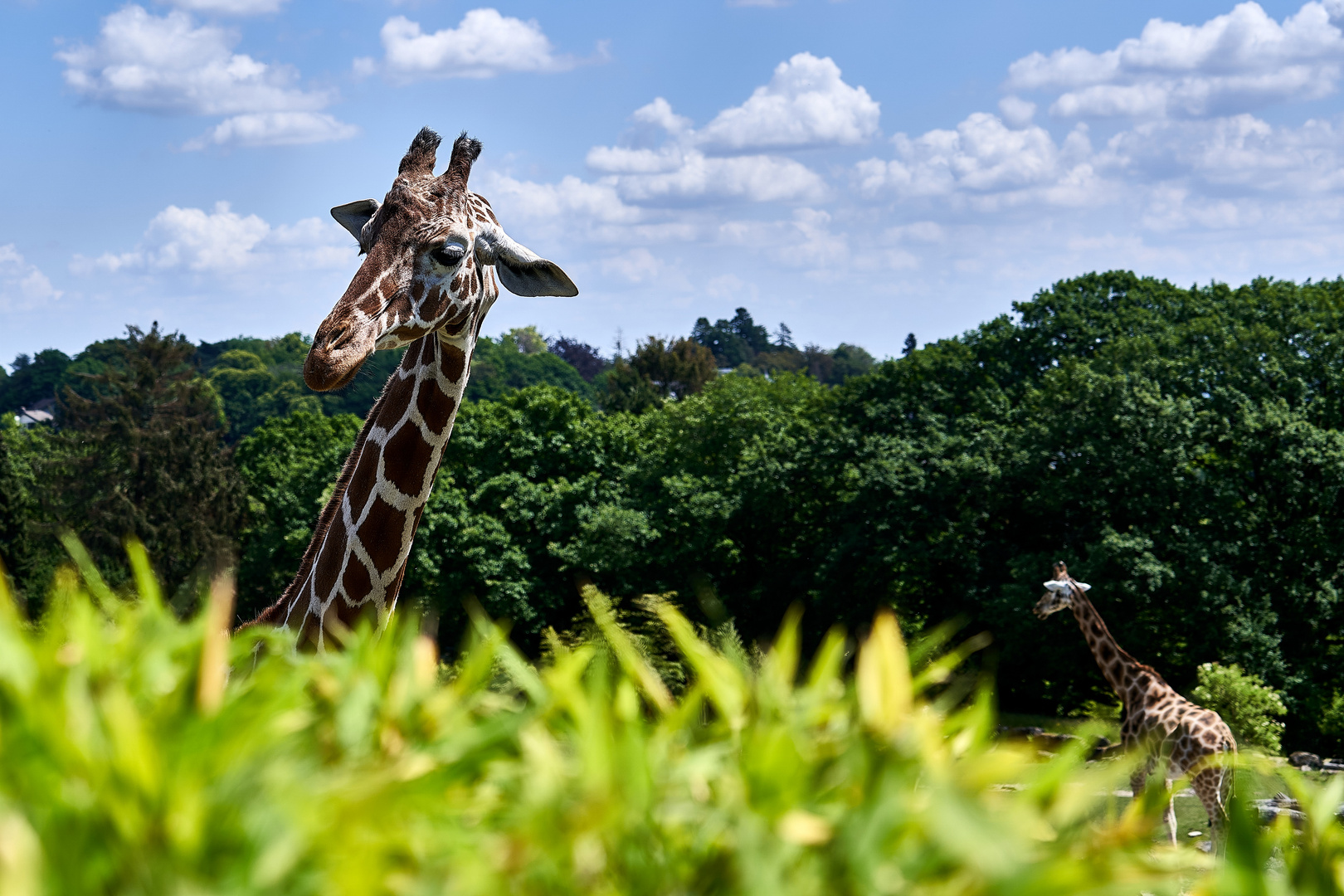 Ein Tag im Opelzoo (Kronberg)