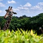 Ein Tag im Opelzoo (Kronberg)