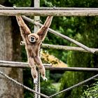 Ein Tag im Opelzoo (Kronberg)