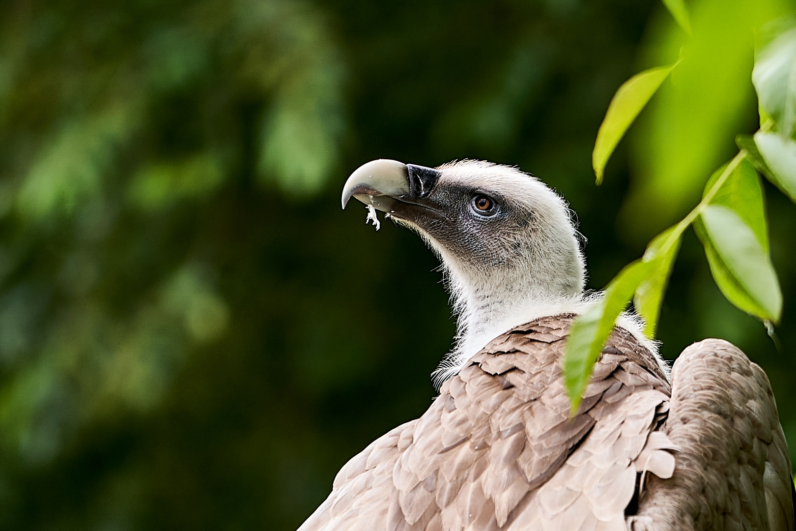 Ein Tag im Opelzoo (Kronberg)