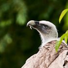 Ein Tag im Opelzoo (Kronberg)