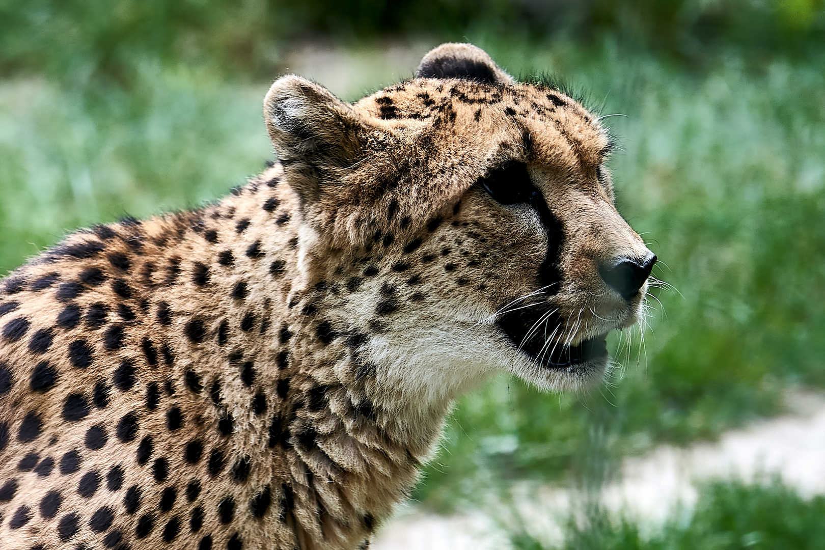 Ein Tag im Opelzoo (Kronberg) Teil II