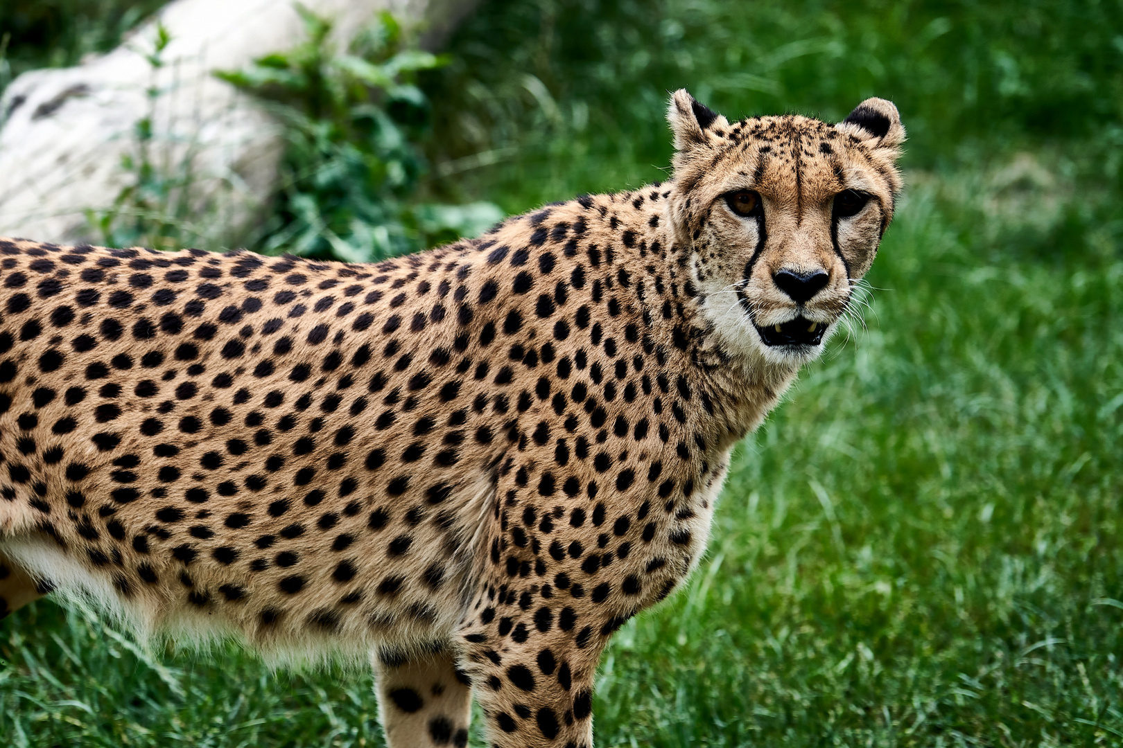 Ein Tag im Opelzoo (Kronberg) Teil II