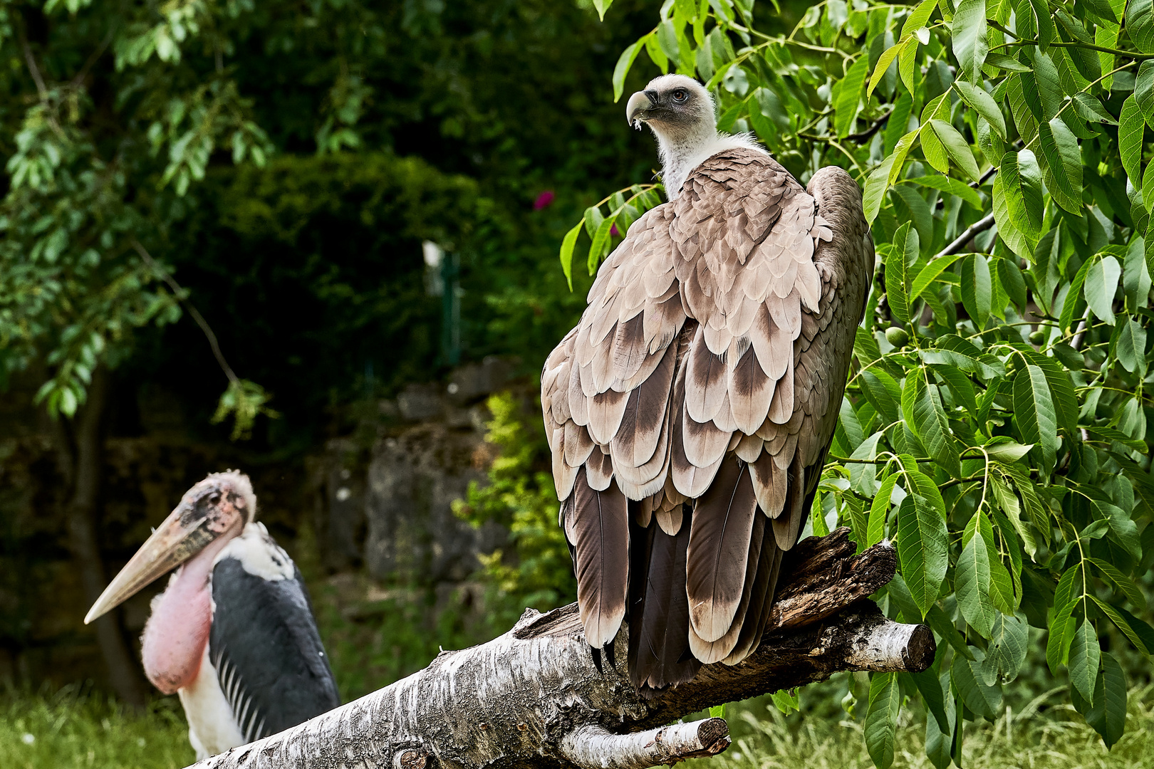 Ein Tag im Opelzoo (Kronberg) Teil II