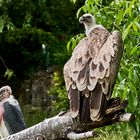 Ein Tag im Opelzoo (Kronberg) Teil II