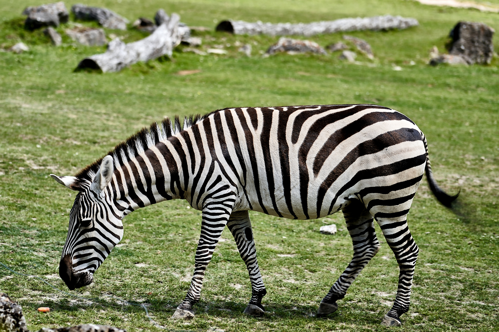 Ein Tag im Opelzoo (Kronberg) Teil II