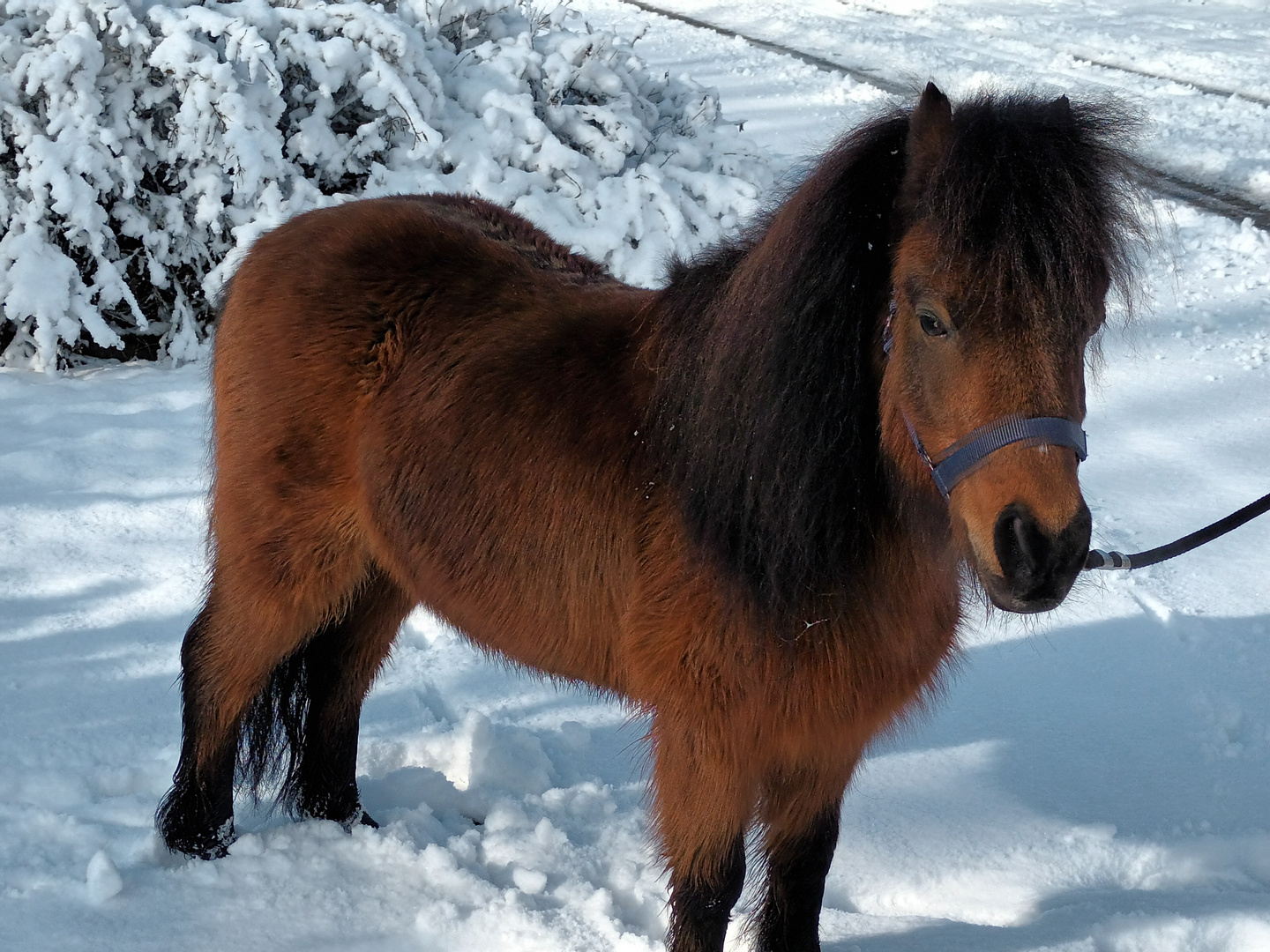 Ein Tag im Schnee 