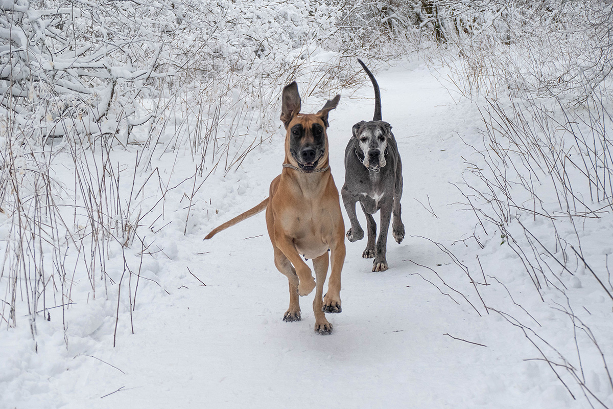 Ein Tag im Schnee