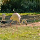 Ein Tag im Tier und Freizeitpark Thüle