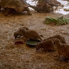 Ein Tag im Tier und Freizeitpark Thüle