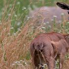 Ein Tag im Tierpark Berlin