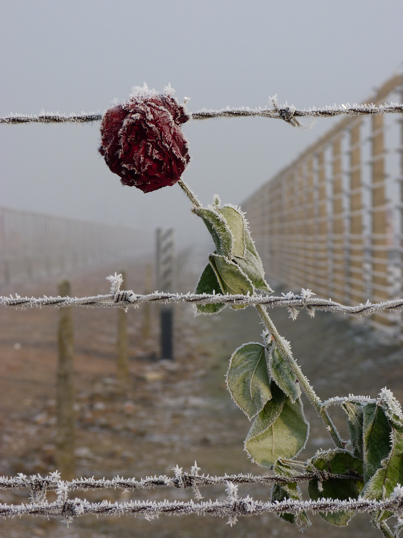 Ein Tag im Vernichtungslager (3)