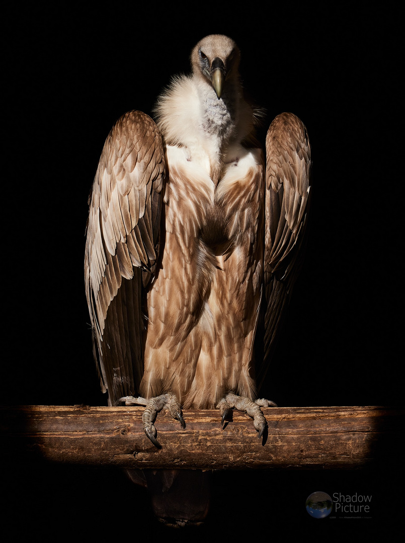 Ein Tag im Vogelpark...